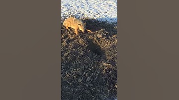 Trapping coyotes in frozen ground