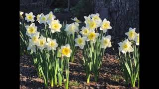 Details Praying the Lectionary: Breathe in Trust: Psalm 37:1-11, 39-40 Guide