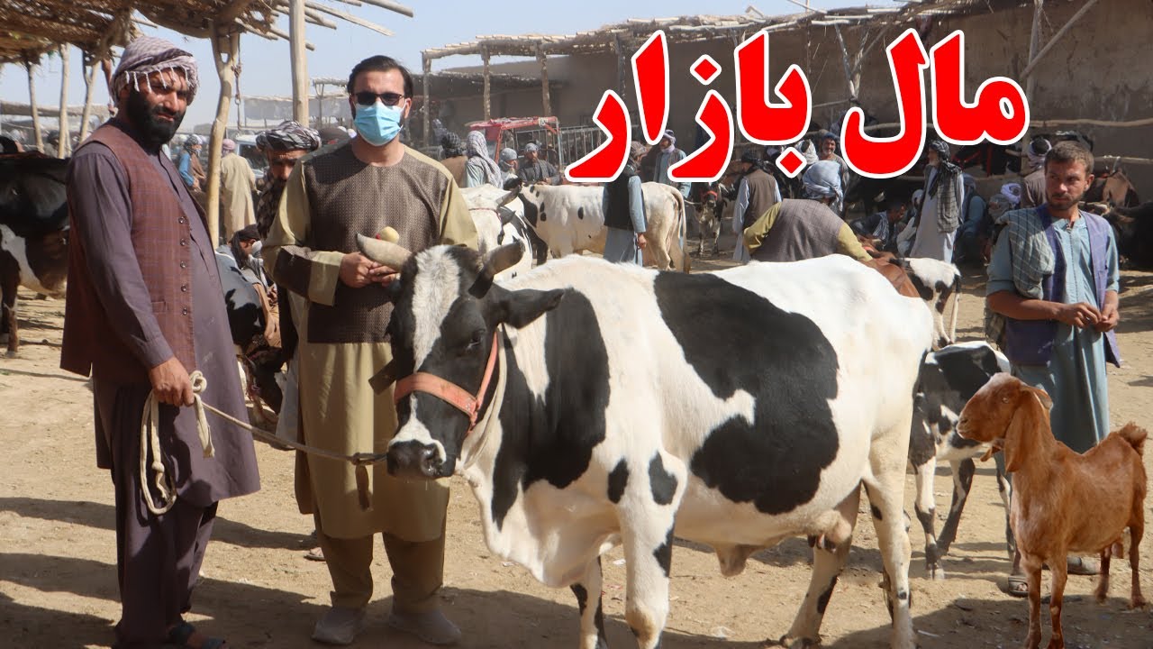 گزارش ندیم، مال بازاز، قیمت گاو شیری، رزاعتی، وطنی، گوساله، گوسفند، مصروفیت هموطن، Afghan mic