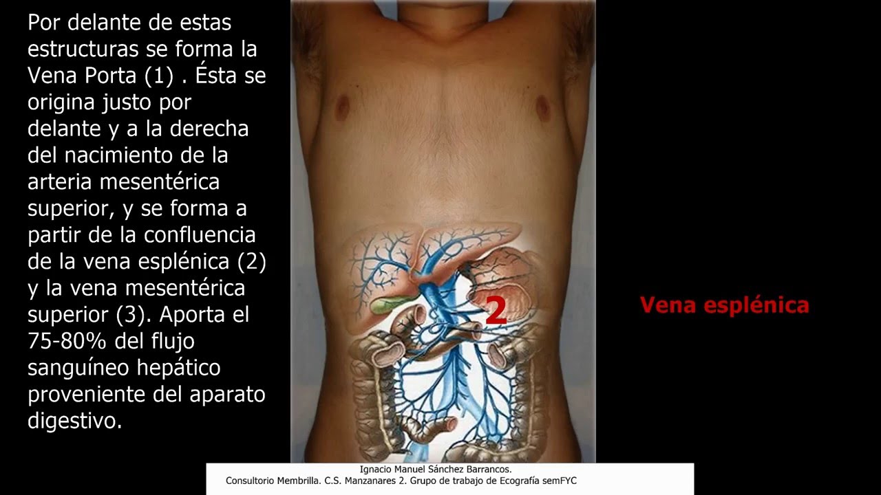 Ecografía clínica en Medicina Familiar. Sistemática con ilustraciones del abdomen superior.