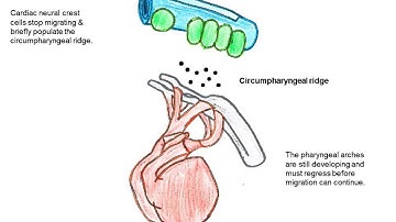 Overall processes of Cardiac crest cell migration