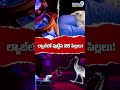 Giant Bird Born in Lab? | కోట్ల ఏళ్ల తర్వాత తిరిగి వచ్చిన వింత పక్షి! Prime9 Digital #prime9news