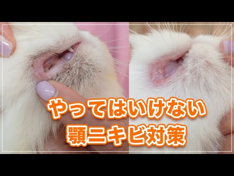 【チーコちゃん】顎ニキビ、そのやり方NGです!【エキゾチックLH】 hqdefault