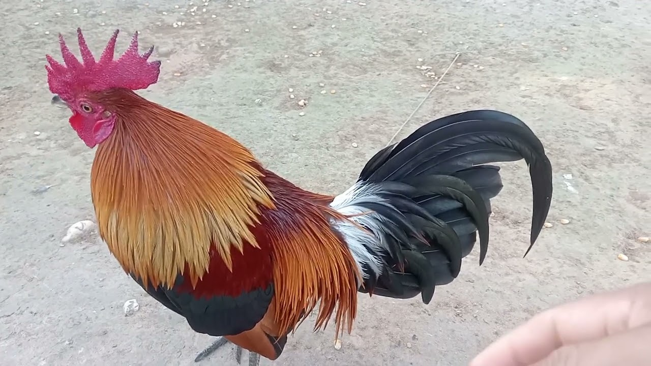 23(12)nyiam nug tau nawb cov phooj ywg 2025