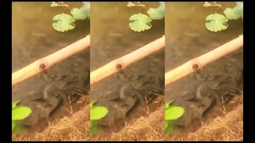 camera ghi lại: Du lịch Cần Thơ -Về Cồn Sơn xem Cá lóc bay-Cá lóc bay thành đặc sản du lịch Cần Thơ