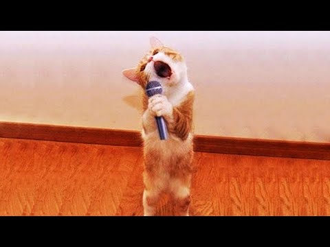 Видео: Самые смешные животные 😍 Новые смешные кошки и собаки 😹🐶 Часть 9