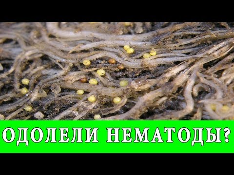 Видео: Нематоди с корен на бамя: Научете повече за нематодите с корен на бамя