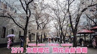 2019 京都櫻花開花最新情報- 祇園通高瀨川・川端三条・祇園白河