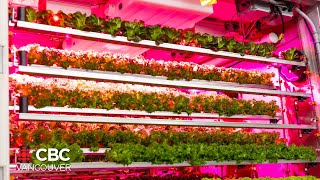 Vertical farming on the rise in B.C. but facing challenges for land