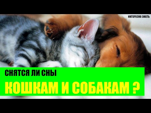 Снятся ли собакам и кошкам сны?