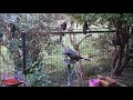 Currawongs at the back door