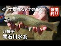 イワナ群れる八幡平の美渓～ブナの渓谷をテンカラで釣り上がる　Beautiful mountain stream fishing in Japan!