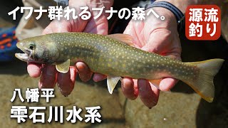 イワナ群れる八幡平の美渓～ブナの渓谷をテンカラで釣り上がる　Beautiful mountain stream fishing in Japan!