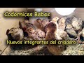 CODORNICES BEBES nuevos integrantes de nuestro criadero *AVES DE CORRAL