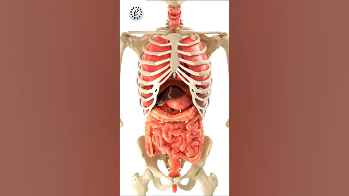 Movement Of Internal Organs 3D🫀😱| Excel Institute Vadodara #neet2024 #biology #3Danatomy
