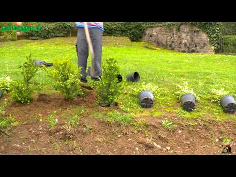 Video: Progettazione frangivento da giardino: piante e alberi da coltivare come frangivento