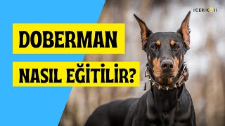 Doberman Dog Breed Traits and the Story of Zorba