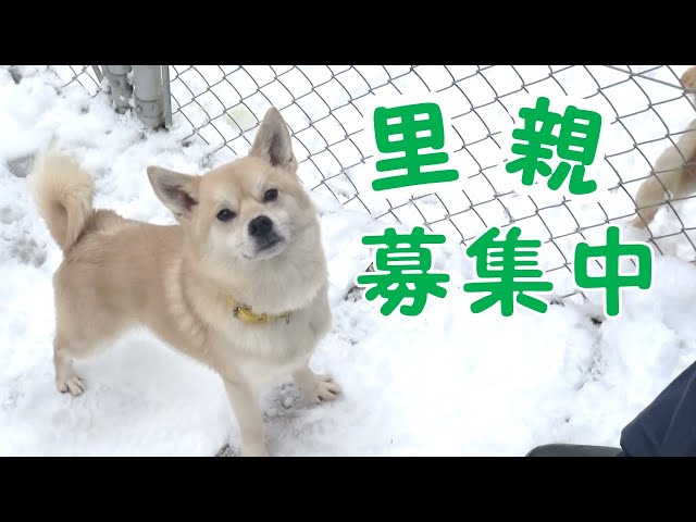 PR動画「保護犬の里親を募集します」のサムネイル　外部サイトへ移動します