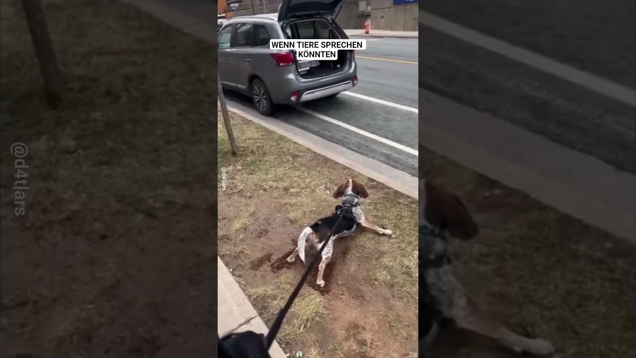 Wenn Tiere sprechen könnten 