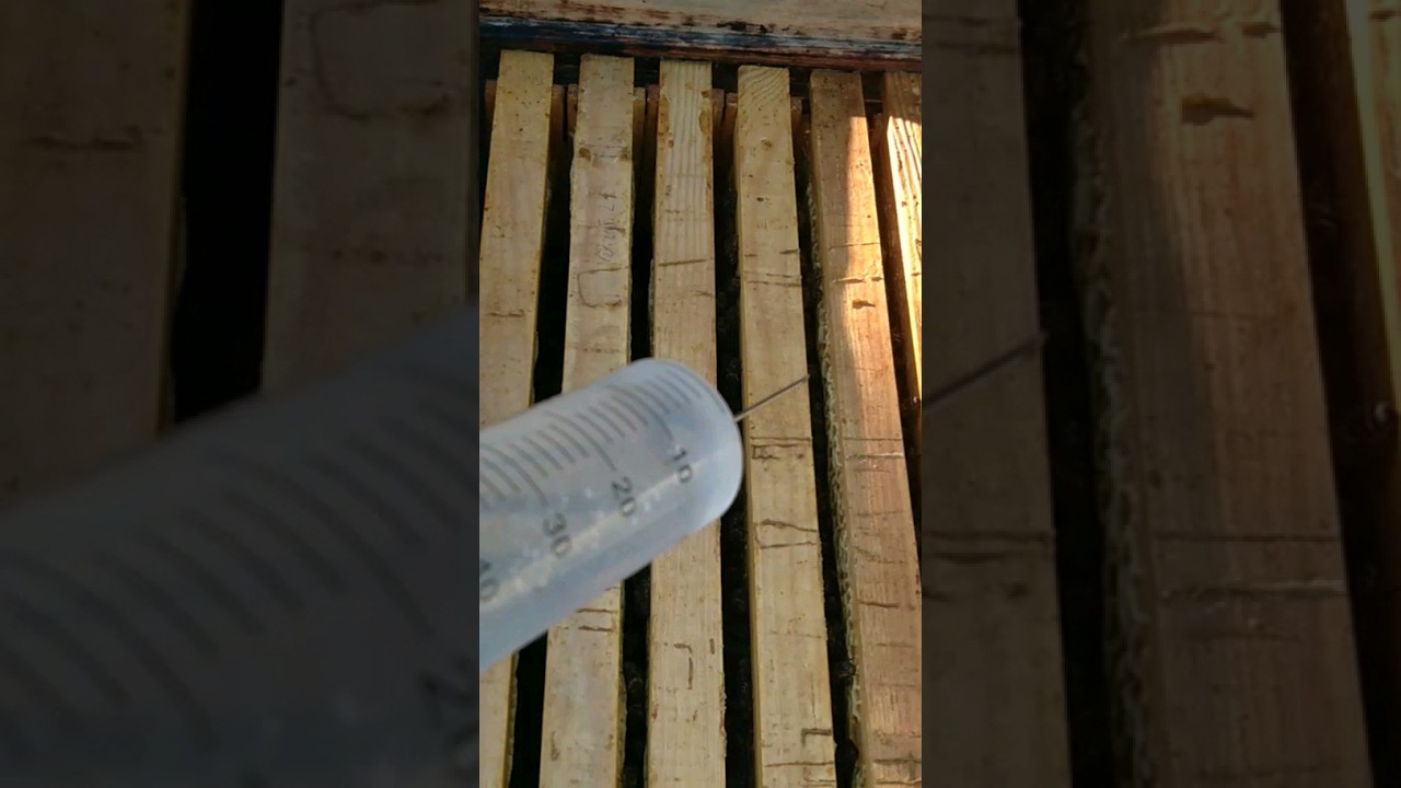 Обработка пчёл от клеща щавелевой кислотой осенью.