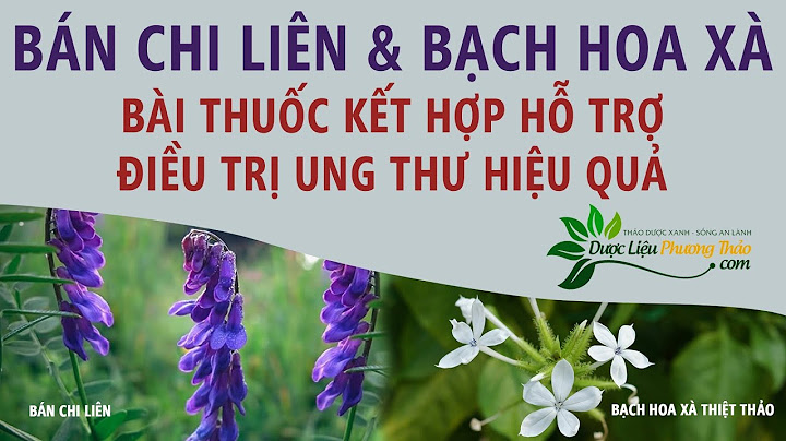 Hoa bách thảo khô giá bao nhiêu năm 2024