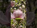 #magnolia #spring #braunfels #april2025