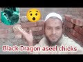 Dragon aseel chicks bhi lay leay | asli dragon choza