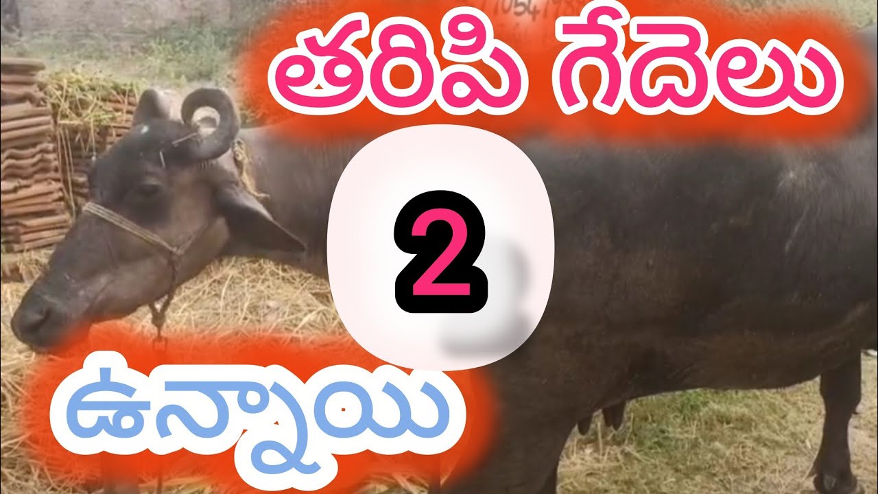 2 తరిపి గేదెలు అమ్మకానికి ఉన్నాయి,@Nelloredairychannel,#dairyfarm,#petsandanimals 