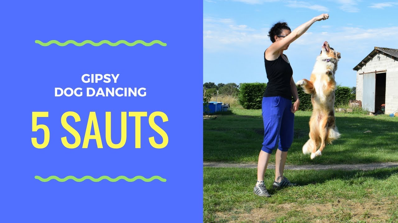 5 sauts faciles à faire avec son chien - Dog dancing - Berger