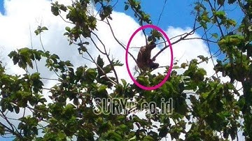 Dengar Azan, Pria Tulungagung yang 3 Hari di Atas Pohon Menghadap Kiblat dan Lakukan Gerakan Salat