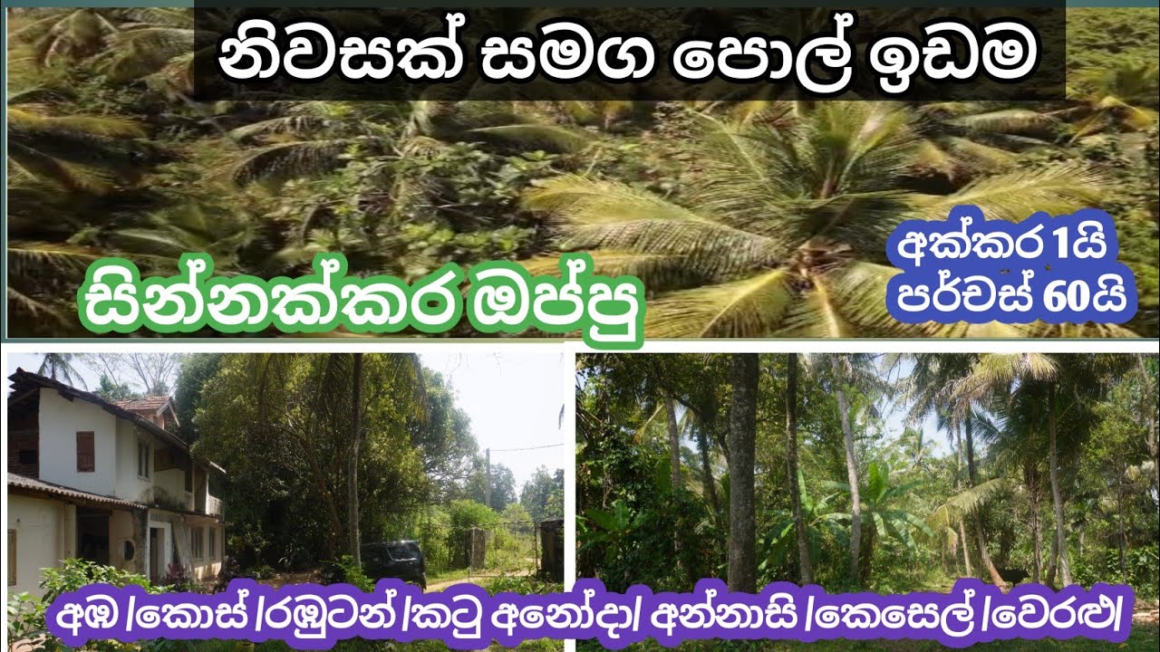 property sale in kurunagala (ibbagamuwa) වටපිටාවෙන් ලස්සන කුඹුරු යායක් Lassana Lanka property