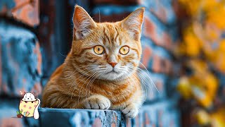 Beautiful Music To Soothe And Relax Cat  Sleep Music With Cat Purring Sound ~ FALL INTO DEEP SLEEP