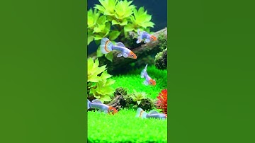 Thumbnail of 🐠🎶 Gentle music. Peaceful waters. Nature's quiet beauty in motion. 🌿