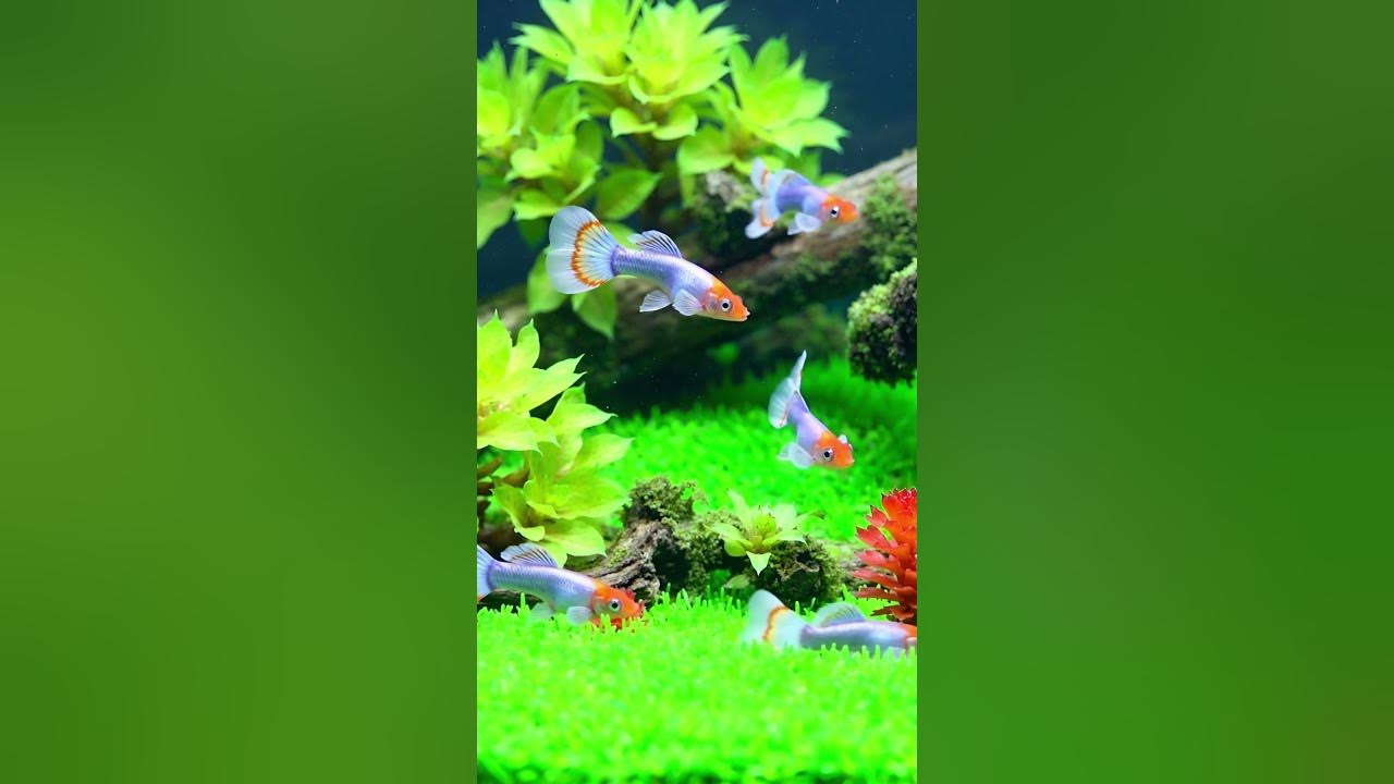 🐠🎶 Gentle music. Peaceful waters. Nature's quiet beauty in motion. 🌿
