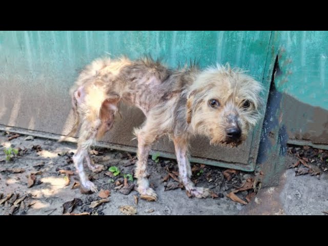 He Was A Fragile, Blind, Emaciated Puppy Hiding Under The Bridge Alone Ignored By Human...