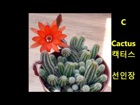알파벳 송 - 동요  The Alphabet Song - kids song  mp4