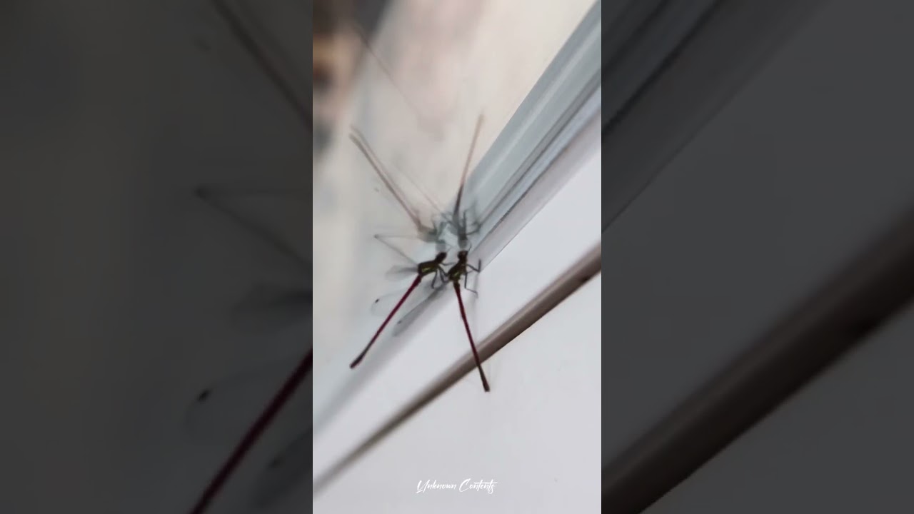 Unbelievable Fight 🤺