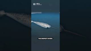 How do narwhals dive all the way to the ocean midnight zone?