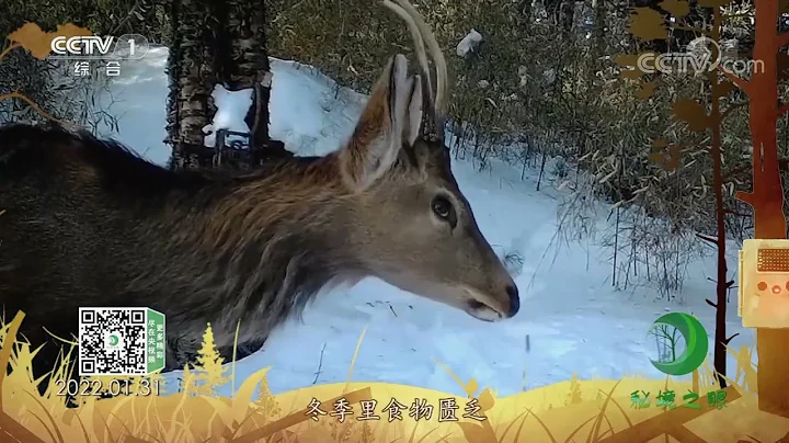 《秘境之眼》 梅花鹿 20221028| CCTV - 天天要闻