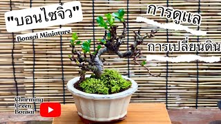 EP:7 วิธีการเปลี่ยนดินเปลี่ยนกระถางและดูแลไม้บอนไซจิ๋ว