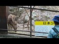 池田動物園日本シカ の動画、YouTube動画。