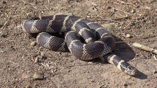 While out looking for snakes in southern california, i found this
large california kingsnake. good times!