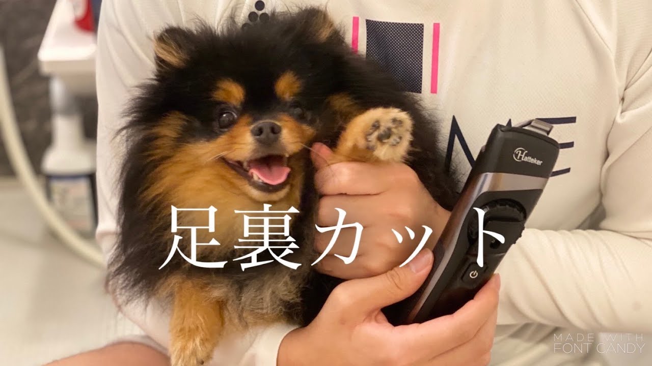 足裏の毛を刈られるポメラニアン 犬 ポメラニアン ブラックタン 成犬 Youtube