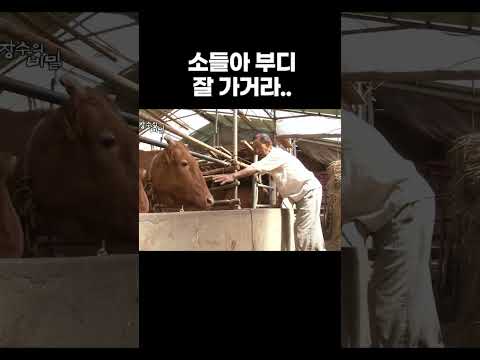 소들아 <strong>부디</strong> 잘 가거라 #shorts #알고e즘