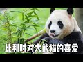 比利时没有大熊猫吃的竹子,结果斥巨资买下竹林,它们对大熊猫的喜爱真是超乎想象!【你好大熊猫】