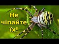 ТОП-5 отруйних павуків України