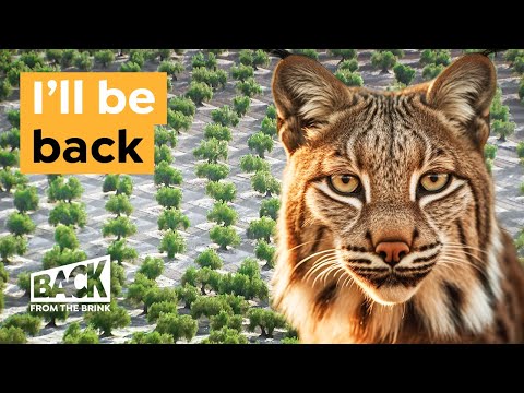 How this Wild Cat is Coming Back from Extinction