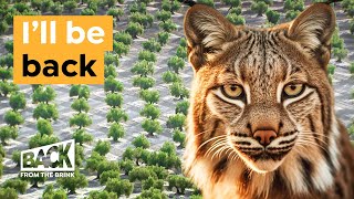 How this Wild Cat is Coming Back from Extinction | Back from the Brink