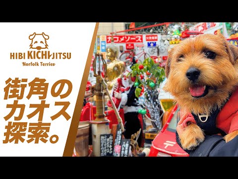 愛犬キチ   街角のカオス探索【 ノーフォークテリア norfolkterrier  kichi 吉 お散歩】