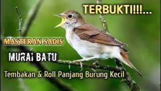 Masteran Murai Batu terbaik l tembakan & roll panjang